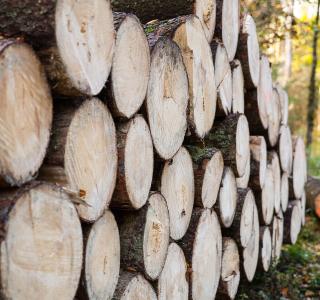 Korporation Sursee Forstbetrieb Waldbewirtschaftung
